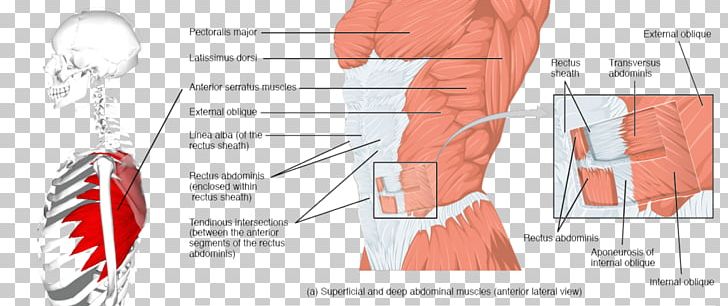 Rectus Abdominis Muscle Abdominal Wall Abdomen Transverse Abdominal Muscle PNG, Clipart, Abdomen, Anatomy, Angle, Arm, Body Free PNG Download