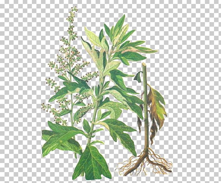 Artemisia Argyi Tarragon Leaf Herbaceous Plant U7aefu5348 PNG, Clipart, Chinese Food Therapy, Daisy Family, Grass, Greenery, Hand Drawn Free PNG Download