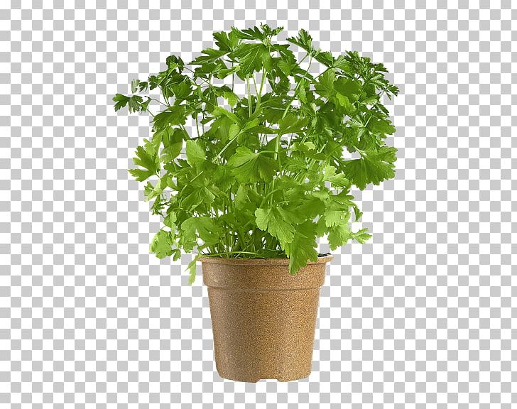 Parsley Coriander Flowerpot Leaf PNG, Clipart, Coriander, Flowerpot, Herb, Herbalism, Herbs Free PNG Download