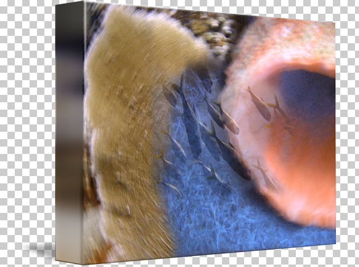 Snout Fur Whiskers Close-up PNG, Clipart, Closeup, Closeup, Ear, Eye, Fur Free PNG Download