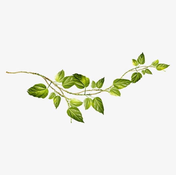 green vines png