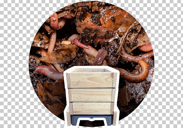 Earthworms Waste Vermicompost Recycling Eisenia Fetida PNG, Clipart, Animal Source Foods, Earth, Earthworms, Eisenia Fetida, Fertilisers Free PNG Download