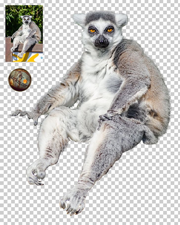 Lemuroidea Primate Ankarana Reserve Ring-tailed Lemur Monkey PNG, Clipart, Animals, Fauna, Fur, Lemur, Lemuriformes Free PNG Download