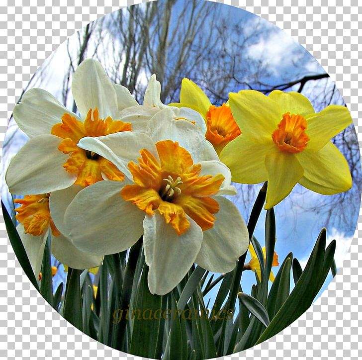 Narcissus PNG, Clipart, Amaryllis Family, Daffodils, Flower, Flowering Plant, Narcissus Free PNG Download