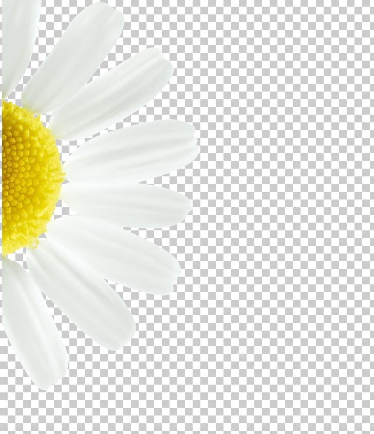 Common Daisy Oxeye Daisy Transvaal Daisy Petal Close-up PNG, Clipart, Closeup, Common Daisy, Daisy, Daisy Family, Flower Free PNG Download