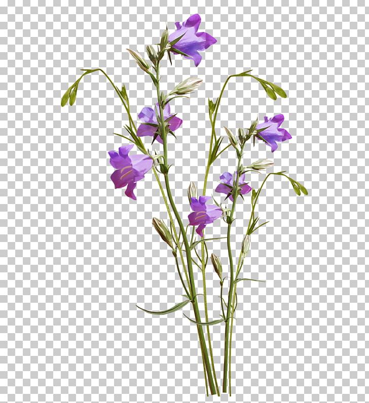 Cut Flowers Lavender Watercolor Painting PNG, Clipart, Art, Bellflower Family, Color, Cut Flowers, Drawing Free PNG Download