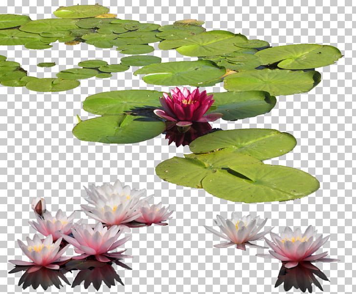 Petal Leaf Flowerpot PNG, Clipart, Aquatic Plants, Backgrounds, Blue, Clipart, Flora Free PNG Download