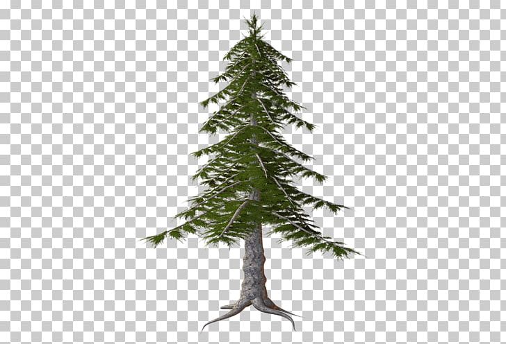 Spruce Temperate Coniferous Forest PNG, Clipart, Branch, Christmas Decoration, Christmas Ornament, Christmas Tree, Conifer Free PNG Download