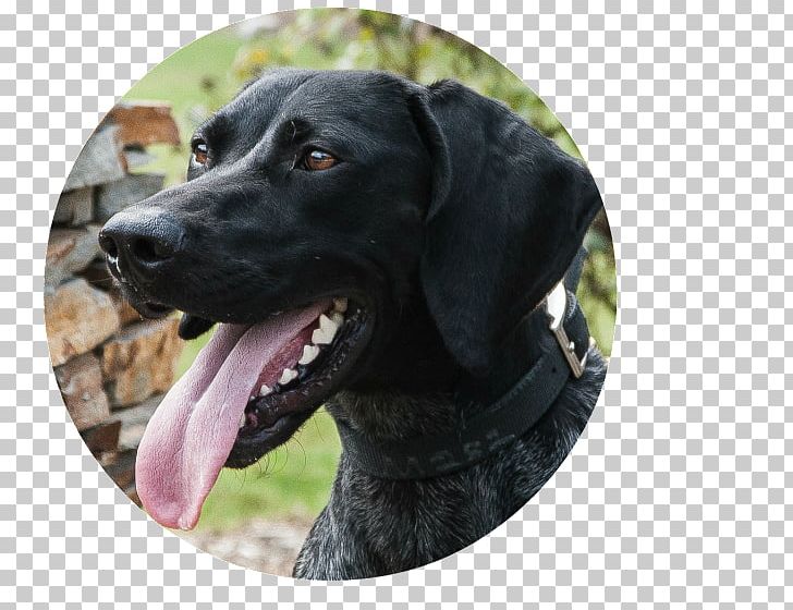 Labrador Retriever Plott Hound Dog Breed Snout PNG, Clipart, Blaze, Breed, Canine, Crossbreed, Dog Free PNG Download