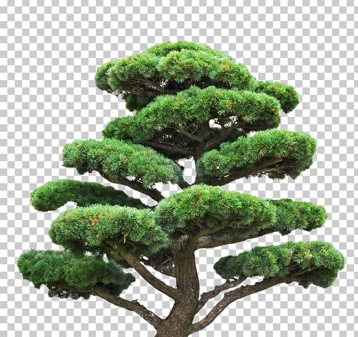 Tree Stock Photography Pine Euclidean PNG, Clipart, Eastern White Pine, Evergreen, Fond Blanc, Grass, Green Free PNG Download