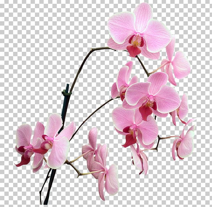 Desktop Animation Animaatio PNG, Clipart, Animaatio, Animation, Avatar, Blossom, Branch Free PNG Download