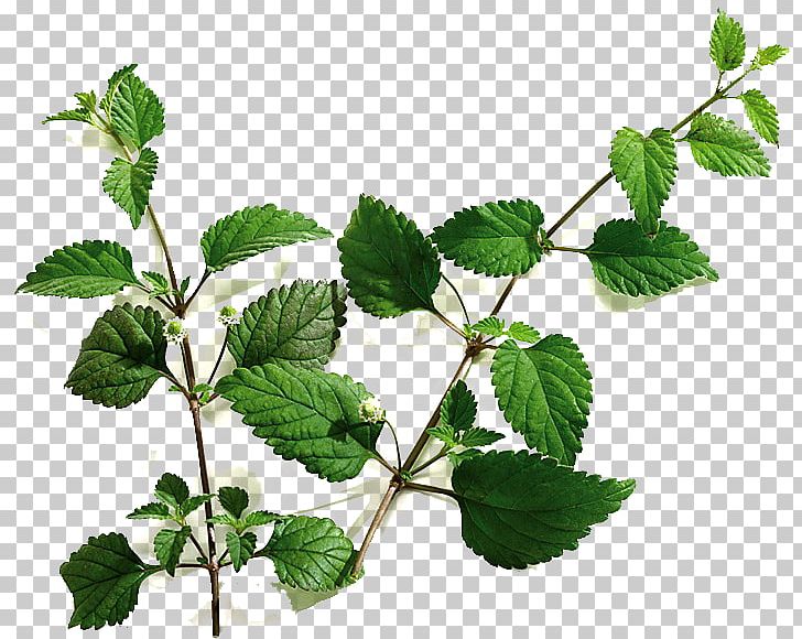 Phyla Dulcis Stevia Sugar Substitute Sweet Leaf PNG, Clipart, Branch, Calorie, Celebrity, Closeup, Extract Free PNG Download