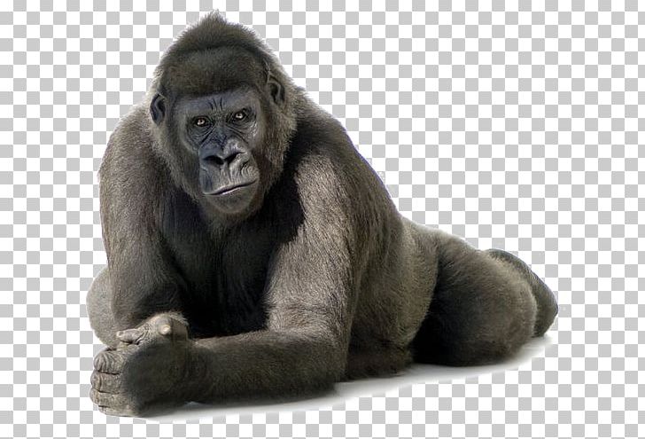 Gorillas PNG, Clipart, Animal, Animals, Background Black, Black, Black Background Free PNG Download