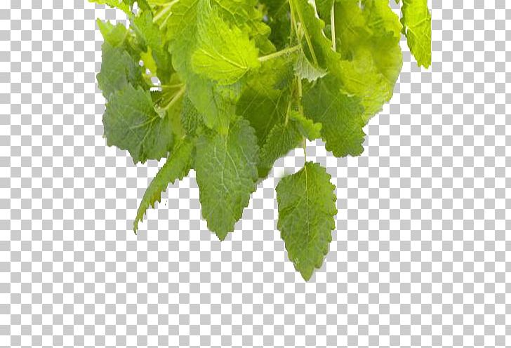 Tea Herbalism Lemon Balm PNG, Clipart, Can, Can Be Used As Medicine, Computer Icons, Fruit Nut, Headache Free PNG Download