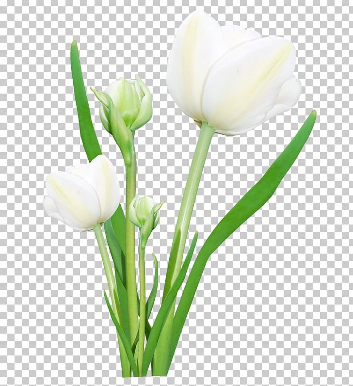Tulip Flower Paper Painting PNG, Clipart, Bouquet, Bouquet Of Flowers, Bud, Calas, Cut Flowers Free PNG Download