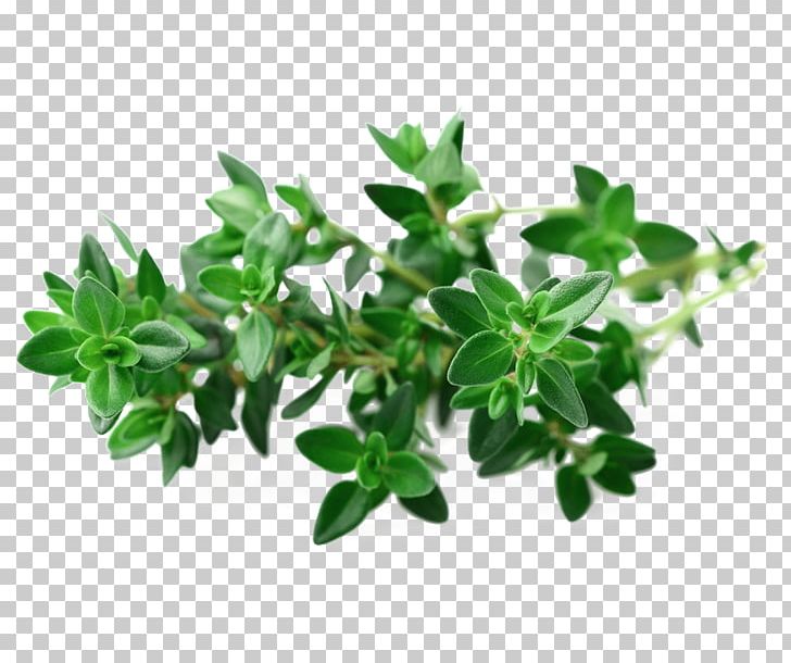 Garden Thyme Seed Herb Vegetable PNG, Clipart, Background Green, Fennel Flower, Flowerpot, Food, Fruit Free PNG Download