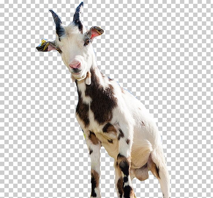 Goat Sheep Computer File PNG, Clipart, Animal, Animals, Cattle Like Mammal, Computer File, Cow Goat Family Free PNG Download