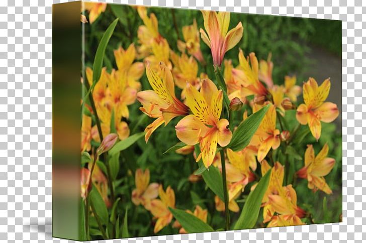 Lily Of The Incas Canna Daylily Wildflower PNG, Clipart, Alstroemeriaceae, Canna, Canna Family, Canna Lily, Daylily Free PNG Download