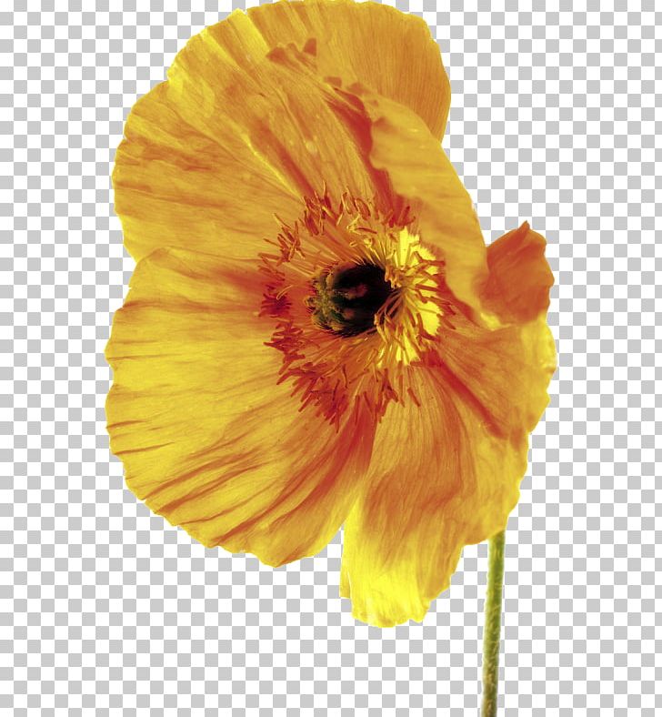 Poppy Depth Of Field Flower Stock Photography PNG, Clipart, Blossom, Botany, Cicek Resimleri, Common Sunflower, Depth Of Field Free PNG Download