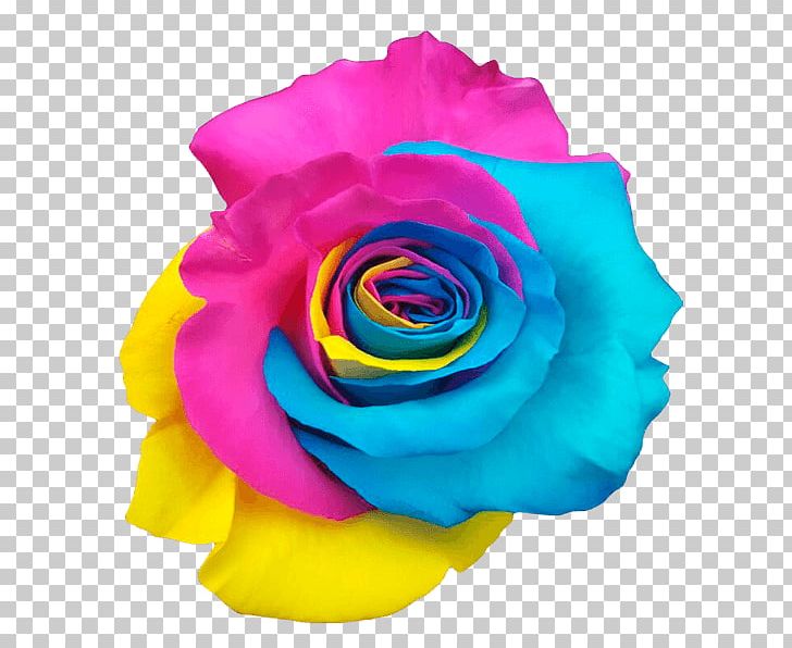 Rainbow Rose Garden Roses Centifolia Roses Color Pink PNG, Clipart, Centifolia Roses, Color, Cut Flowers, Floristry, Flower Free PNG Download