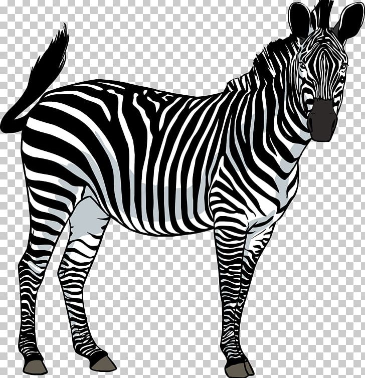 Zebra PNG, Clipart, Animals, Big Cats, Black And White, Clip Art, Computer Icons Free PNG Download