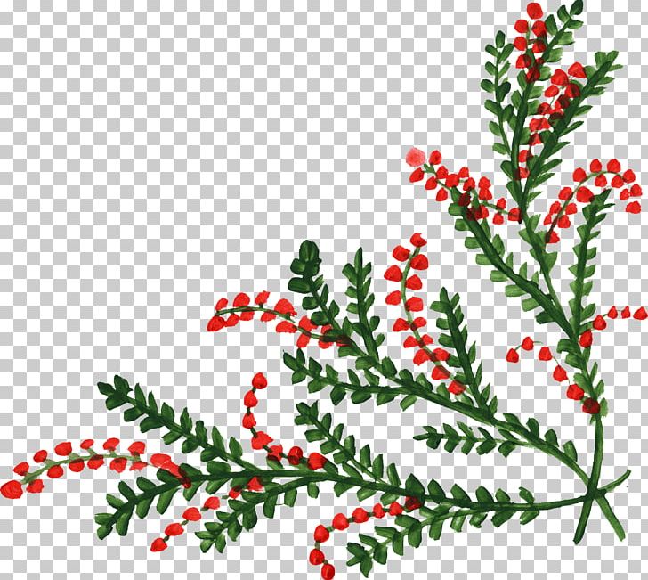 Flower PNG, Clipart, Aquifoliaceae, Aquifoliales, Art, Branch, Christmas Free PNG Download