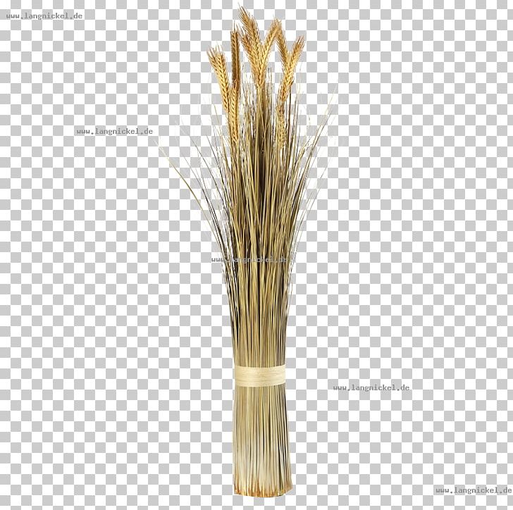 Grasses Sprouted Wheat Plant Stem Embryo PNG, Clipart, Cereal, Cereal Germ, Commodity, Embryo, Food Grain Free PNG Download