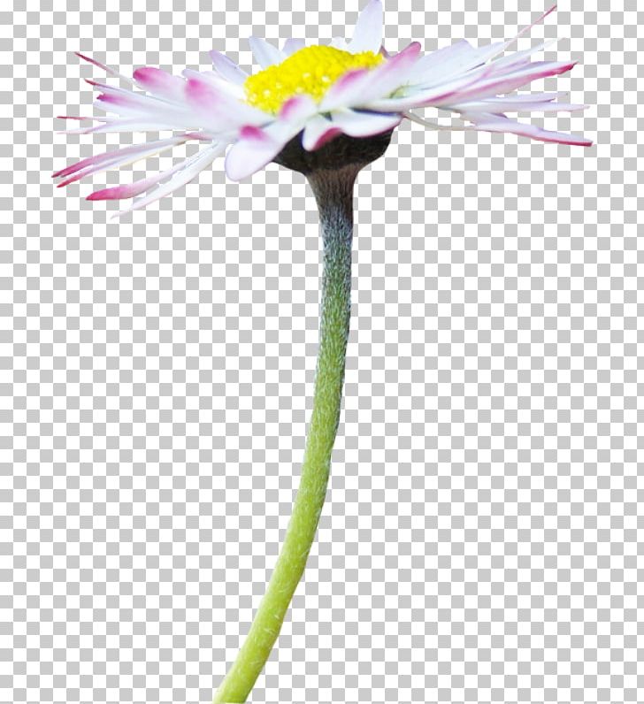 Cut Flowers Oxeye Daisy Tripleurospermum Inodorum Chamomile Flowering Plant PNG, Clipart, Chamomile, Chrysanthemum, Common Daisy, Cut Flowers, Daisy Family Free PNG Download