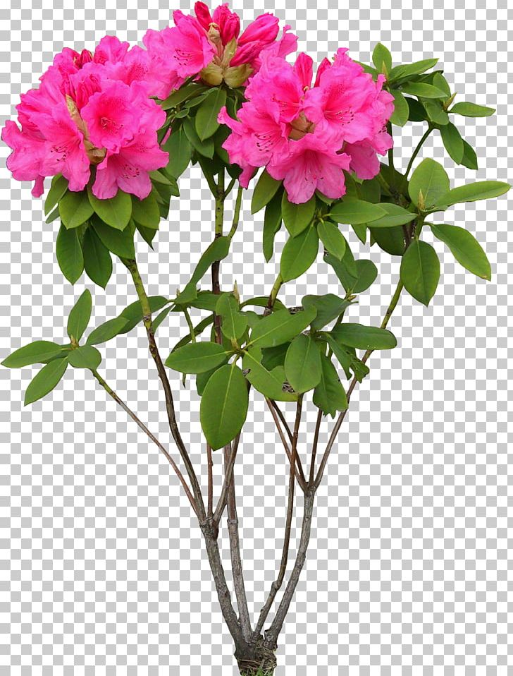 Flower PNG, Clipart, Annual Plant, Azalea, Branch, Cut Flowers, Download Free PNG Download