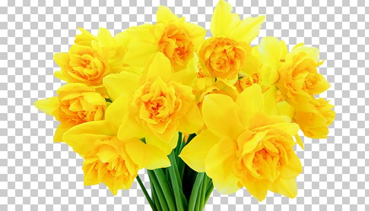 Portable Network Graphics Jonquil Flower Windows Thumbnail Cache PNG, Clipart, Amaryllis Family, Cicek, Cicek Resimleri, Cut Flowers, Daffodil Free PNG Download
