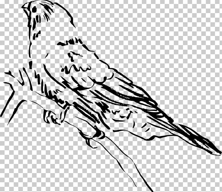 Beak Bird PNG, Clipart, Animals, Art, Artwork, Beak, Bird Free PNG Download