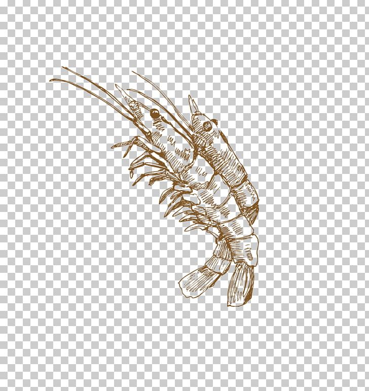 Palinurus Elephas Crayfish Homarus Computer File PNG, Clipart, Animals, Brooch, Crayfish, Download, Drawing Free PNG Download