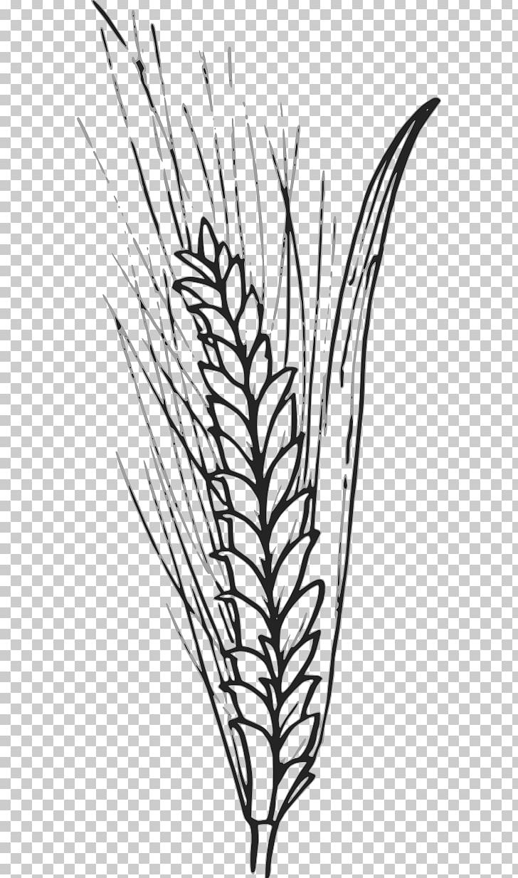 Wheat Cereal Pixabay PNG, Clipart, Barley, Black And White, Branch, Cereal, Commodity Free PNG Download