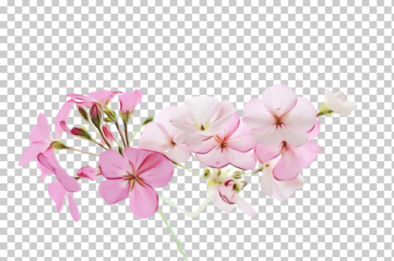 Floral Design PNG, Clipart, Cherry, Cherry Blossom, Cut Flowers, Floral Design, Flower Free PNG Download