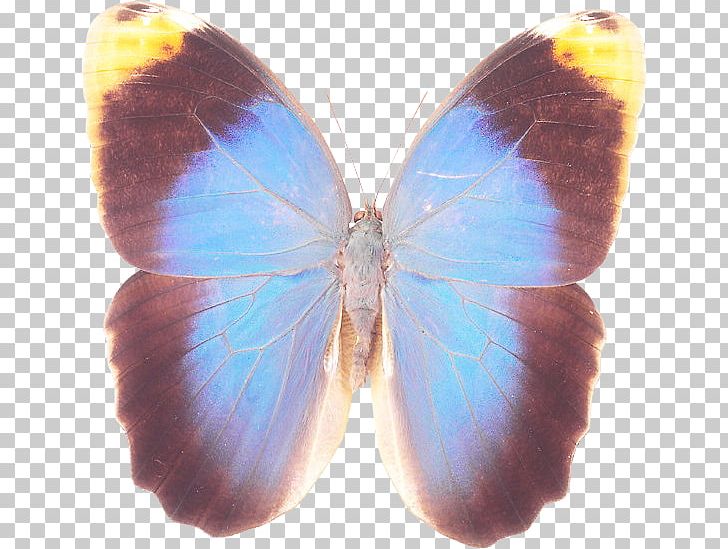 Brush-footed Butterflies Gossamer-winged Butterflies Butterfly Symmetry Microsoft Azure PNG, Clipart, Arthropod, Brush Footed Butterfly, Butterfly, Insect, Insects Free PNG Download