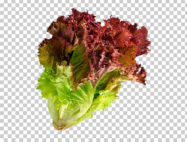 Red Leaf Lettuce Salad Leaf Vegetable Scallion PNG, Clipart, Amd, Apple, Box Set, Carrot, Dried Fruit Free PNG Download