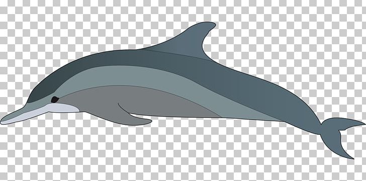 Dolphin PNG, Clipart, Animals, Bottlenose Dolphin, Common Bottlenose Dolphin, Desktop Wallpaper, Dolphin Free PNG Download