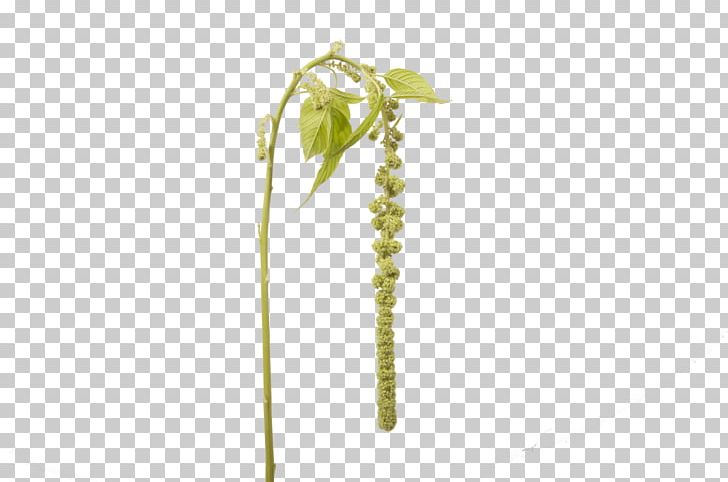 Holex Flower B.V. Plant Stem Leaf Amaranth PNG, Clipart, Amarant, Atmosphere Was Strewn With Flowers, B.v., Boat Orchid, Cyclops Free PNG Download