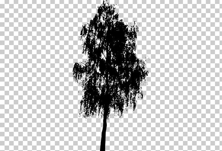 Tree Silhouette PNG, Clipart, Black And White, Branch, Drawing, Monochrome, Monochrome Photography Free PNG Download