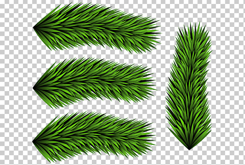 White Pine Green Leaf Tree Oregon Pine PNG, Clipart, American Larch, Branch, Colorado Spruce, Conifer, Evergreen Free PNG Download
