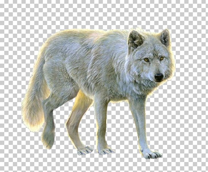 Dog Alaskan Tundra Wolf PNG, Clipart, Alaskan Tundra Wolf, Animals, Black Wolf, Canis Lupus Tundrarum, Carnivoran Free PNG Download