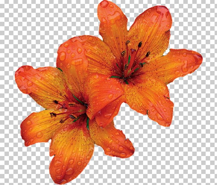 Orange Lily Petal Flower France Télécom PNG, Clipart, Chai, Flower, Flowering Plant, Lilly, Lily Free PNG Download