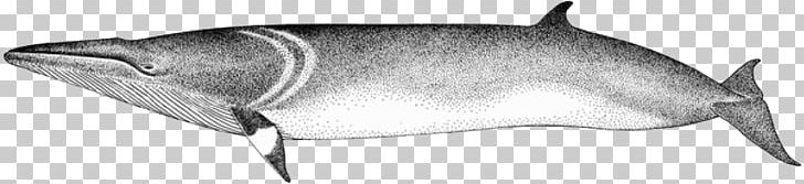 Porpoise Line Art Cetacea White PNG, Clipart, Animals, Black And White, Cetacea, Common, Data Free PNG Download