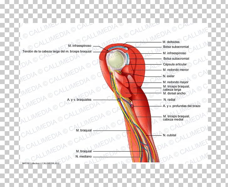 Thumb Shoulder Nerve Muscle Blood Vessel PNG, Clipart, Anatomy, Angle, Arm, Blood Vessel, Brachial Artery Free PNG Download