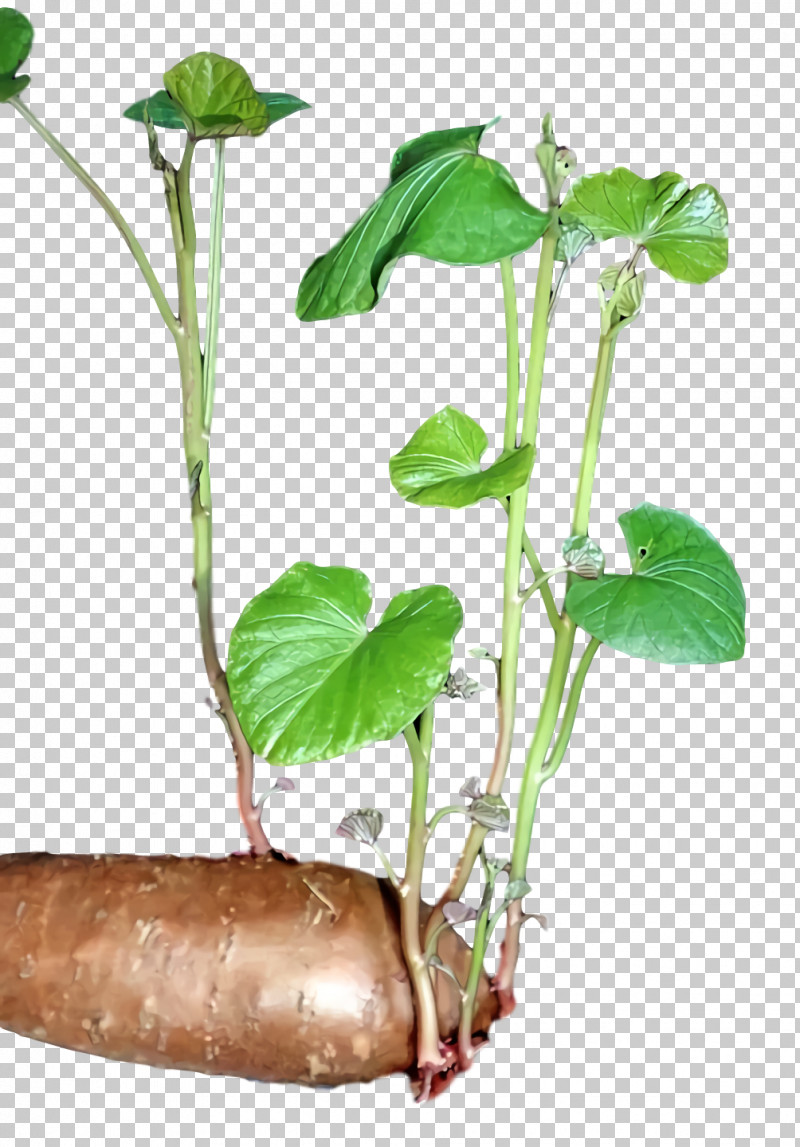 Plant Stem Leaf Flowerpot Herb Plants PNG, Clipart, Biology, Flowerpot, Herb, Leaf, Plants Free PNG Download