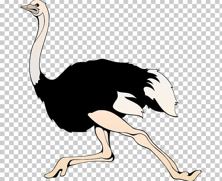 Common Ostrich PNG, Clipart, Animals, Beak, Bird, Blog, Clip Art Free PNG Download