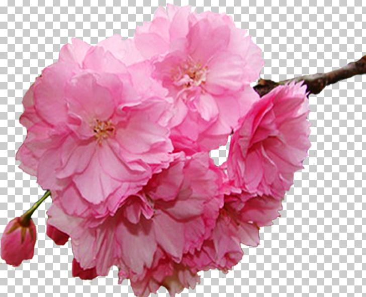 Flower Spring Branch PNG, Clipart, Autocad Dxf, Blossom, Branch, Cerasus, Cherry Blossom Free PNG Download