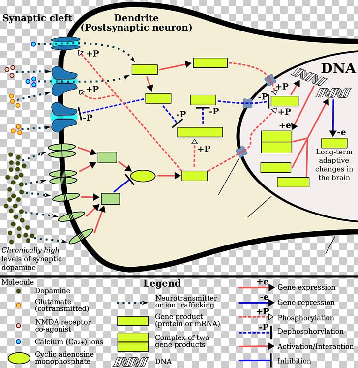 FOSB Gene Product Gene Expression Neuron PNG, Clipart, Addiction, Amphetamine, Area, Brain, Dopamine Free PNG Download