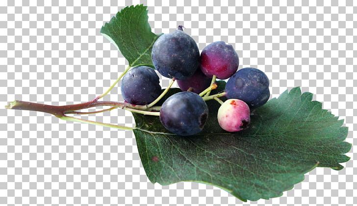 Juice Blueberry Grape PNG, Clipart, Apple Fruit, Berry, Blue, Blueberry, Cranberry Free PNG Download