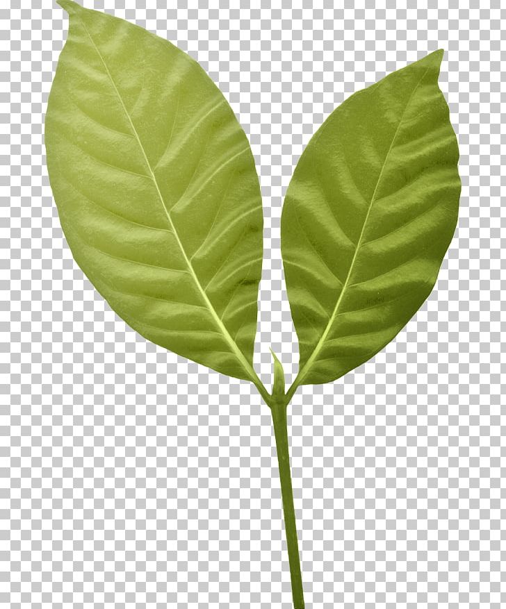 Leaf Plant Stem PNG, Clipart, Leaf, Pinme, Plant, Plant Stem, Yummy Free PNG Download